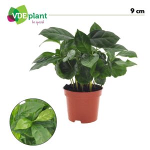 Coffea arabica
(12 Plants/Order)(9cmP 20cmH)