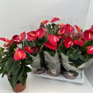 Anthurium (Andreanum Grp) Tremendo
(6 Plants/Order)(17cmP 60cmH)