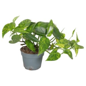 Epipremnum pinnatum epipremnum Gold dicht Leaf
(4 Plants/Order)(17cmP 35cmH)