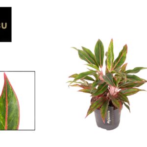 Aglaonema other Aglaonema Jungle Baby
(6 Plants/Order)(12cmP 35cmH)