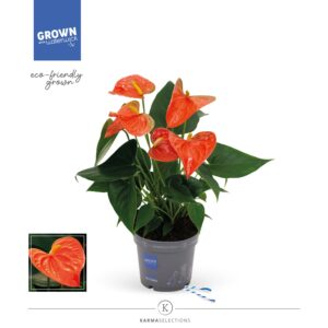 Anthurium Orange King Anthurium - KARMA Orange | 12cm
(4 Plants/Order)(12cmP 35cmH)