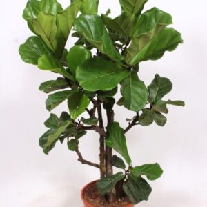 Ficus lyrata
(1 Plants/Order)(30cmP 140cmH)