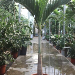 palms Veitchia merrillii
(1 Plants/Order)(60cmP 300cmH)