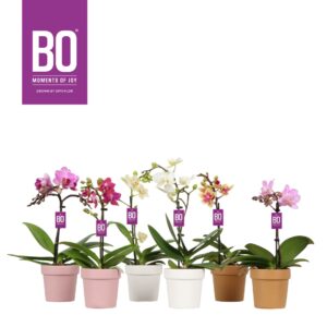 Phalaenopsis Multiflora Sweety P7 BO mix 1 spike in Flowerpot Spring
(6 Plants/Order)(7cmP 25cmH)