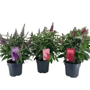 Buddleja Butterfly Candy mixed Nolina 19 cm.
(17 Plants/Order)(19cmP 60cmH)