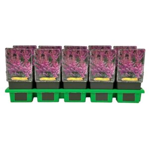 Astilbe Little Visions in Pink P11
(10 Plants/Order)(11cmP 25cmH)