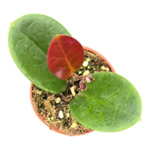 Hoya Australis
(5 Plants/Order)(7cmP 2cmH)