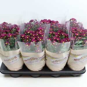 Chrysanthemum Madiba Jombe Purple Chrysanthemum Madiba Purple Stadium 2/3
(8 Plants/Order)(14cmP 27cmH)