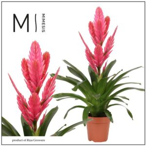 Vriesea other Salima 12cm Mimesis
(10 Plants/Order)(12cmP 48cmH)