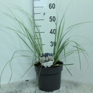 Cortaderia other minipampas 'Mini silver Pampas' P23
(1 Plants/Order)(23cmP 60cmH)