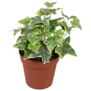 Hedera dark yellow VARI helix
(18 Plants/Order)(9cmP 10cmH)