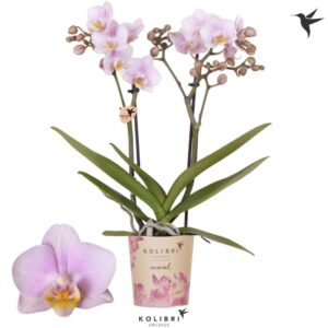 Phalaenopsis Multiflora Mineral Netherlands 2 spike
(12 Plants/Order)(9cmP 40cmH)