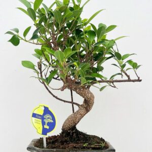 Bonsai dwergvorm loofhout Ficus retusa, 15cm., shape, with drip tray
(10 Plants/Order)(15cmP 30cmH)