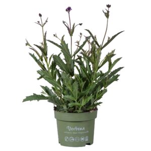 Verbena rigida Verbena Rigida
(6 Plants/Order)(17cmP 35cmH)