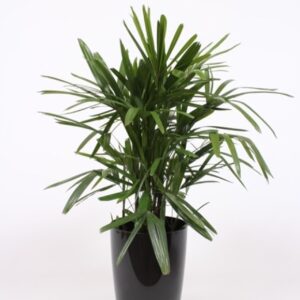 Rhapis excelsa "in Santorini Pot ""antraciet"""
(1 Plants/Order)(29cmP 120cmH)