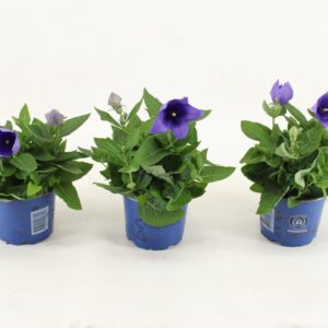 Platycodon grandiflorus Astra Blue
(9 Plants/Order)(12cmP 30cmH)