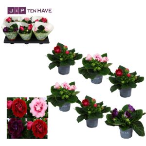 Sinningia Sonata mix Gloxinia Sonata mix 13 cm (4 kleuren)
(6 Plants/Order)(13cmP 20cmH)