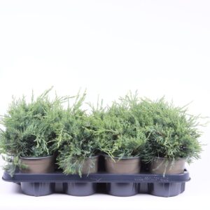 Juniperus x pfitzeriana Pfitzerian Glauca'
(8 Plants/Order)(13cmP 20cmH)