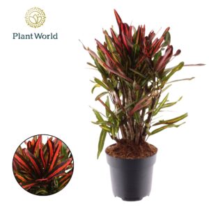 Codiaeum Nervia Croton busch
(6 Plants/Order)(17cmP 60cmH)