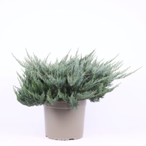 Juniperus horizontalis Blue Chip
(1 Plants/Order)(23cmP 35cmH)