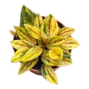 Peperomia Rosso Variegata
(2 Plants/Order)(7cmP 15cmH)