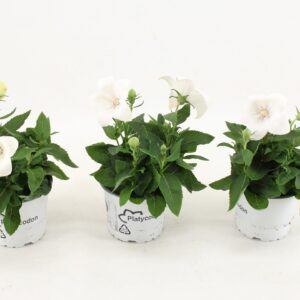Platycodon grandiflorus Astra Whit
(9 Plants/Order)(12cmP 30cmH)