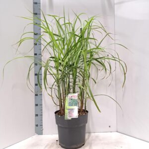 Miscanthus sinensis Malepartus
(1 Plants/Order)(29cmP 115cmH)