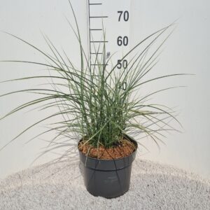 Miscanthus sinensis Silver Cloud P26
(1 Plants/Order)(26cmP 50cmH)