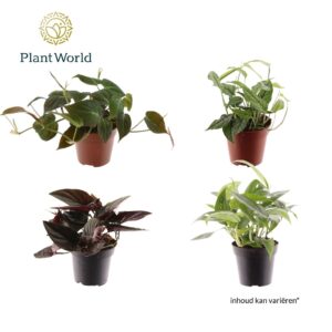 Indoor plants gem. green 3 Types steal mix (diverse
(10 Plants/Order)(12cmP 30cmH)