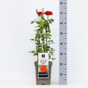 Rosa (H) Grand Hotel C5, 4 stok 75 cm
(1 Plants/Order)(23cmP 75cmH)