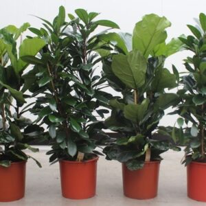 Indoor plants Ficus mixkar 3 per Pot
(7 Plants/Order)(34cmP 130cmH)