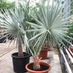 palms Bismarckia nobilis
(1 Plants/Order)(70cmP 280cmH)