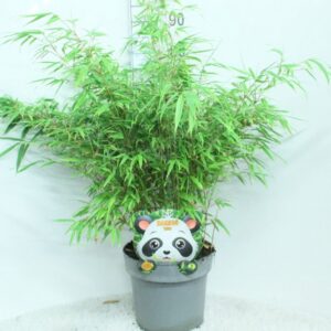 Fargesia rufa
(1 Plants/Order)(29cmP 100cmH)
