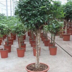 Schefflera Compacta arboricola
(1 Plants/Order)(50cmP 200cmH)