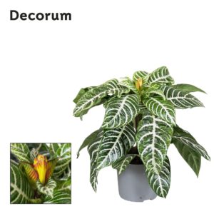 Aphelandra Dania Squarrosa
(6 Plants/Order)(13cmP 35cmH)