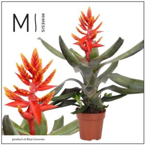 Aechmea Pepita Elegant Flames 12cm Mimesis
(8 Plants/Order)(12cmP 45cmH)