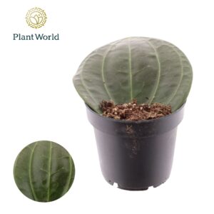 Hoya Latifolia 12 cm
(6 Plants/Order)(12cmP 20cmH)