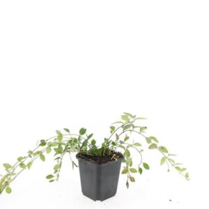 Vinca minor Atropurpurea
(12 Plants/Order)(9cmP 15cmH)