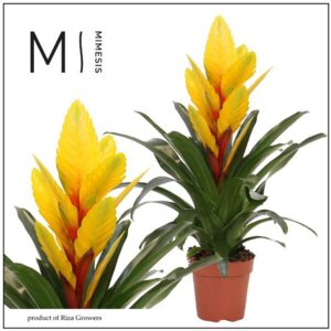 Vriesea Intenso Yellow 12cm Mimesis
(10 Plants/Order)(12cmP 48cmH)