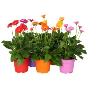 Gerbera Garvinea mixed 4 BL containerpot
(6 Plants/Order)(17cmP 45cmH)