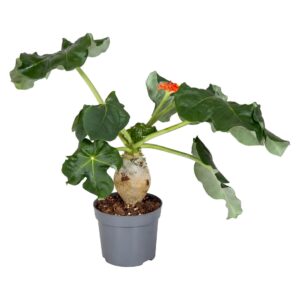 Jatropha podagric orange
(6 Plants/Order)(13cmP 25cmH)
