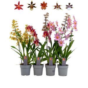 Cambria Inca mix 2 spike
(10 Plants/Order)(12cmP 45cmH)