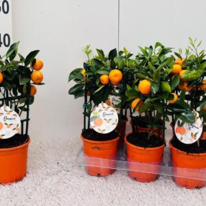 Citrofortunella x microcar Citrus Calamondin rack/trellis (s2)
(9 Plants/Order)(12cmP 35cmH)