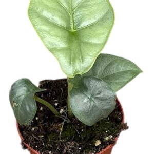 Alocasia Puncak Borneensis
(14 Plants/Order)(8cmP 12cmH)