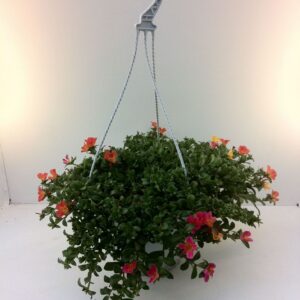 Portulaca p25 carnaval
(1 Plants/Order)(25cmP 20cmH)