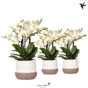 Phalaenopsis Lausanne Blossom 6 spike in Imperfect Bag Pot
(4 Plants/Order)(12cmP 40cmH)