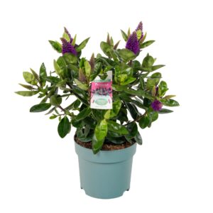 Hebe Hebedonna Alexa
(6 Plants/Order)(15cmP 35cmH)