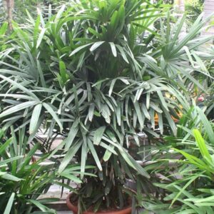 Rhapis excelsa
(1 Plants/Order)(60cmP 230cmH)