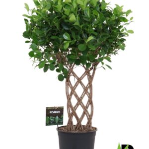 Ficus Moclame Ficus micr. Moclame Dubble gevlochten mat
(1 Plants/Order)(27cmP 110cmH)