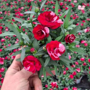 Carnation Sprint Red & Proud Carnation Red & Proud
(12 Plants/Order)(10cmP 20cmH)